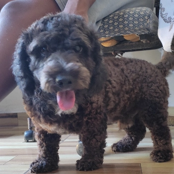 Aslan imagem 1 - Poodle