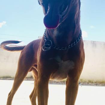 Dobby imagem 2 - 