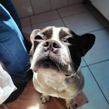 Charlie imagem 1 - 