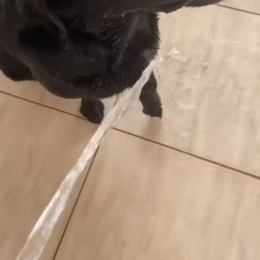 Eike - Labrador Retriever