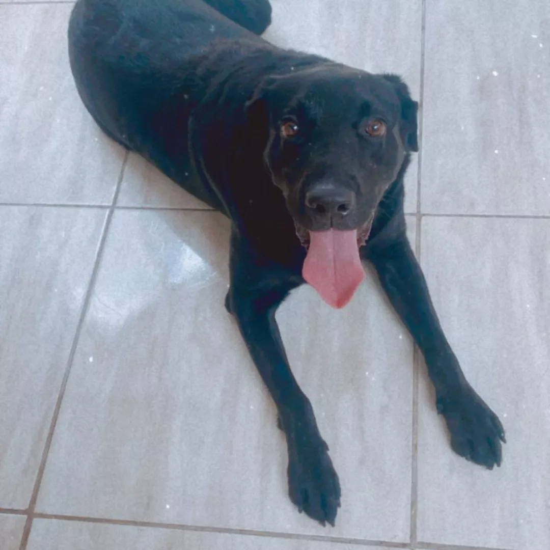 Eike - Labrador Retriever