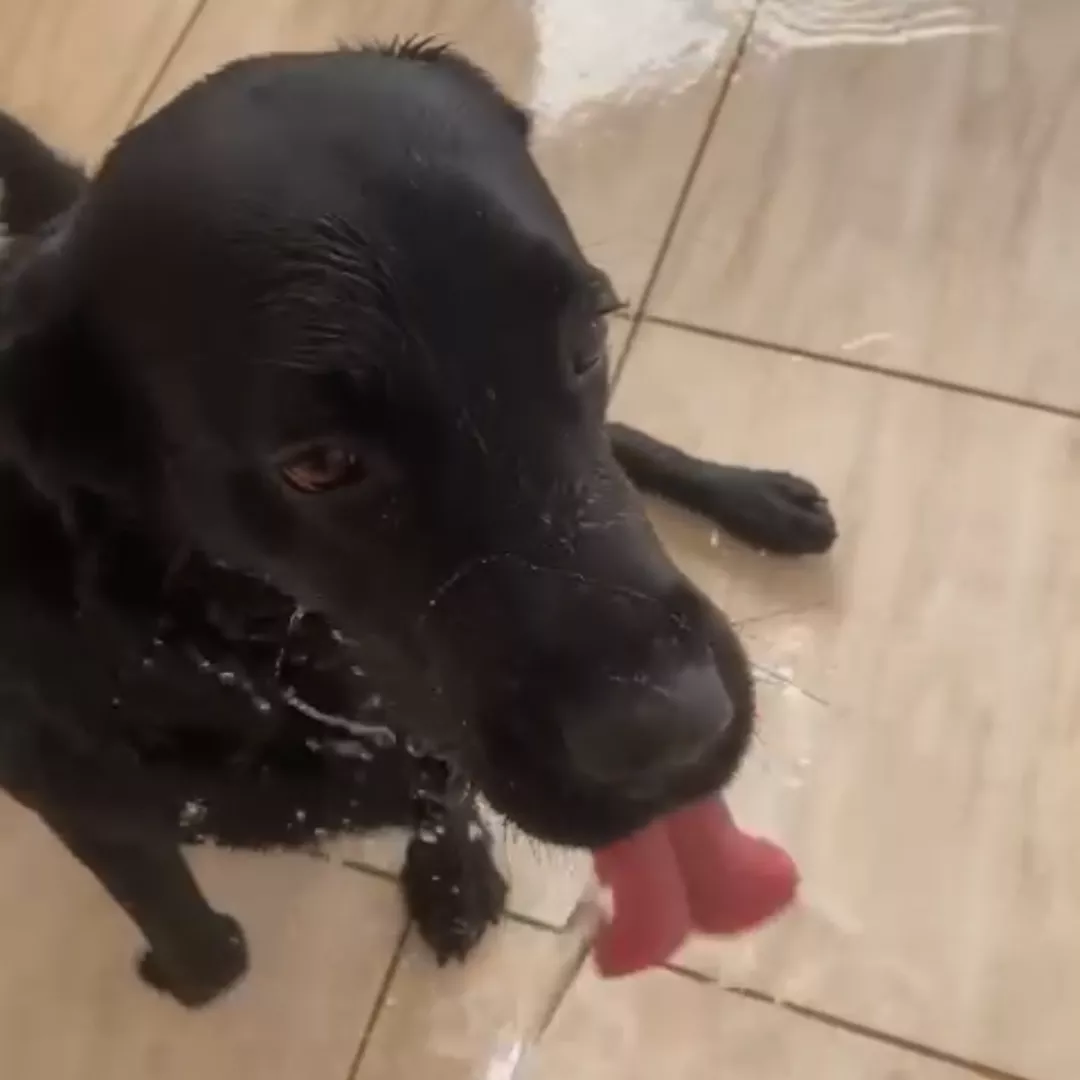 Eike - Labrador Retriever