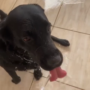 Eike imagem 3 - Labrador Retriever