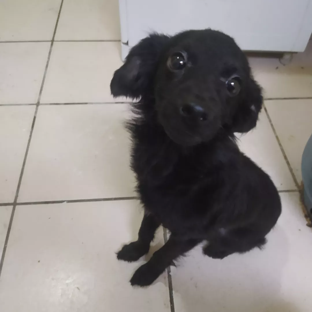 Theo - Sem Raça Definida