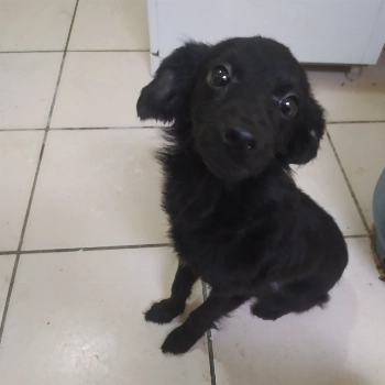 Theo imagem 1 - Sem Raça Definida