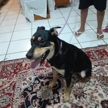 Simba imagem 1 - 