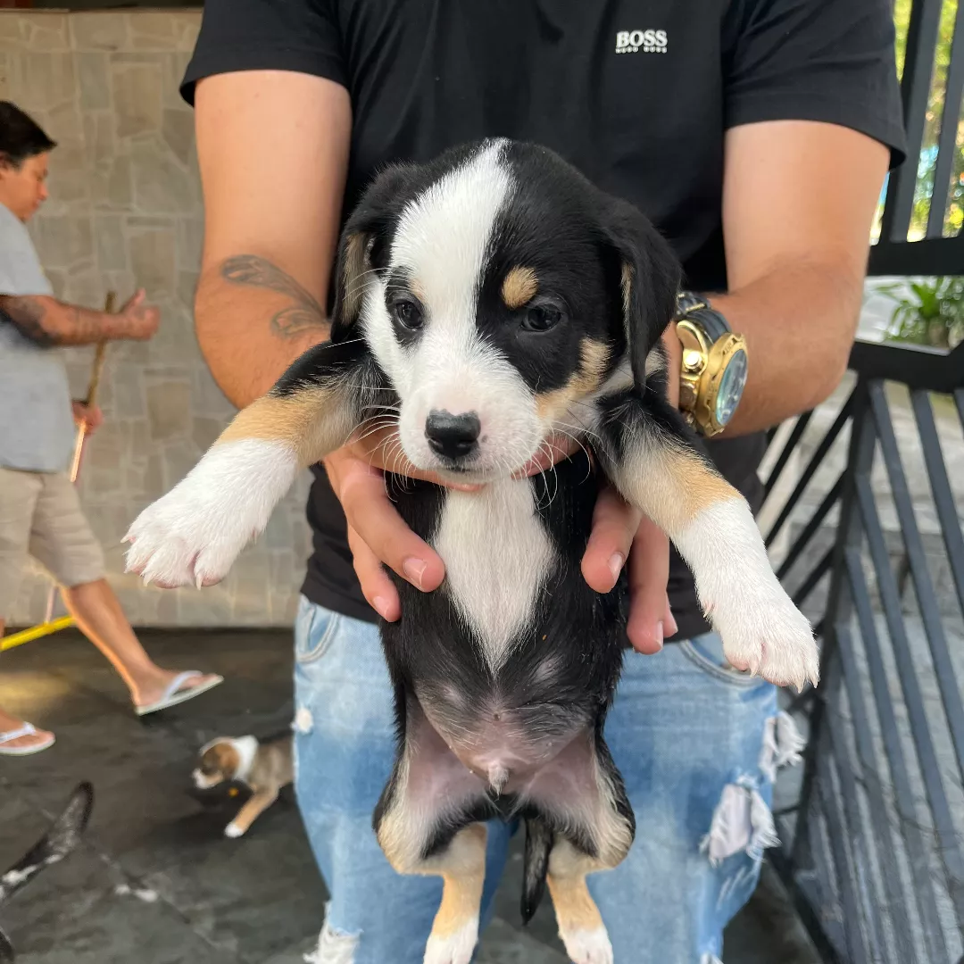 Panda - Sem Raça Definida