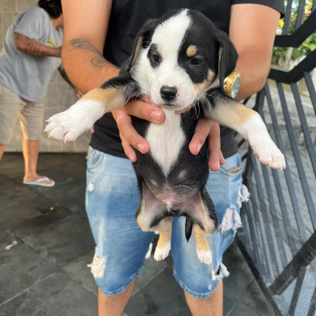 Panda - Sem Raça Definida