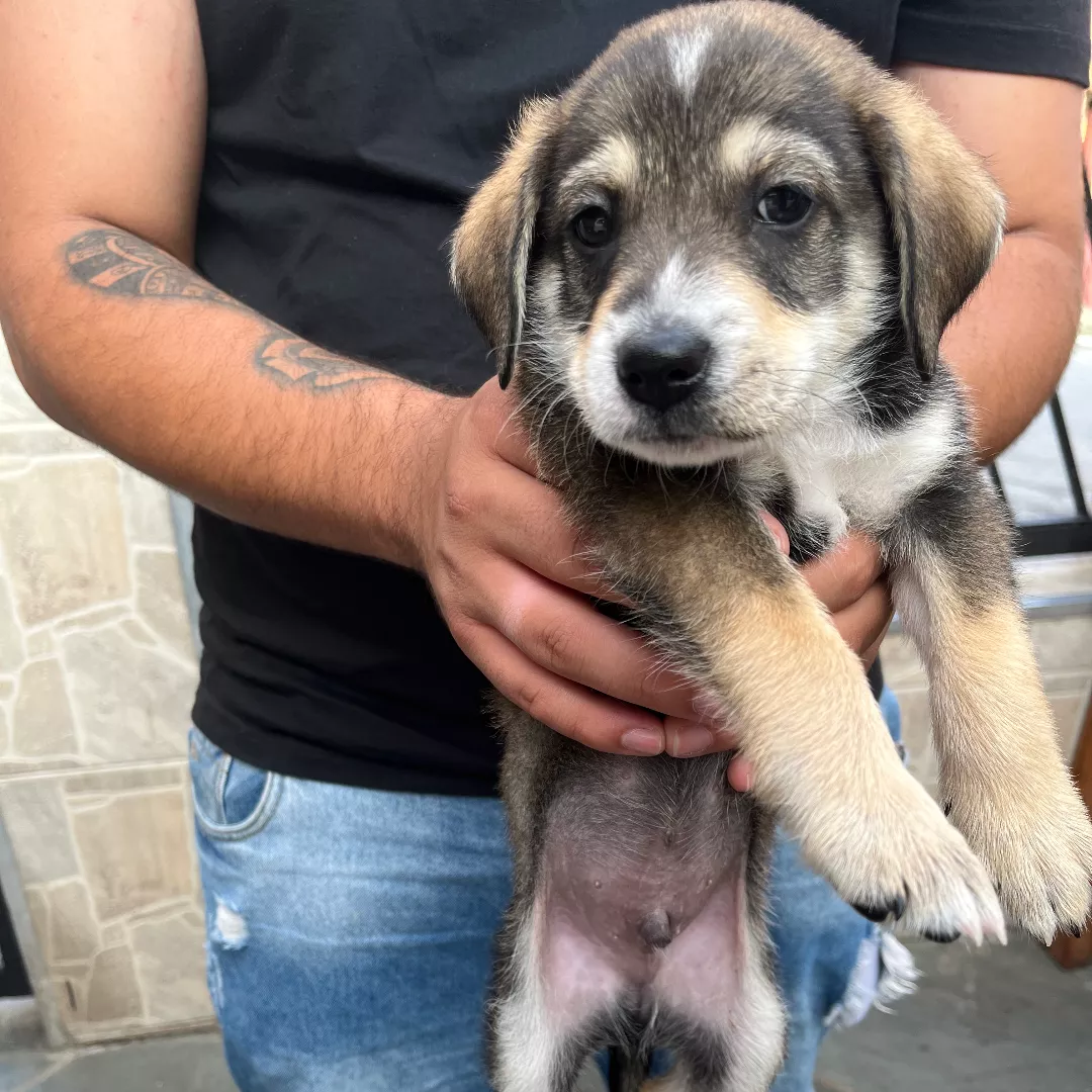 Sem Nome - Sem Raça Definida