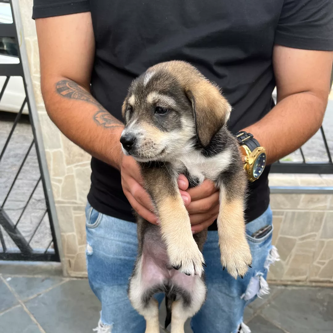 Sem Nome - Sem Raça Definida