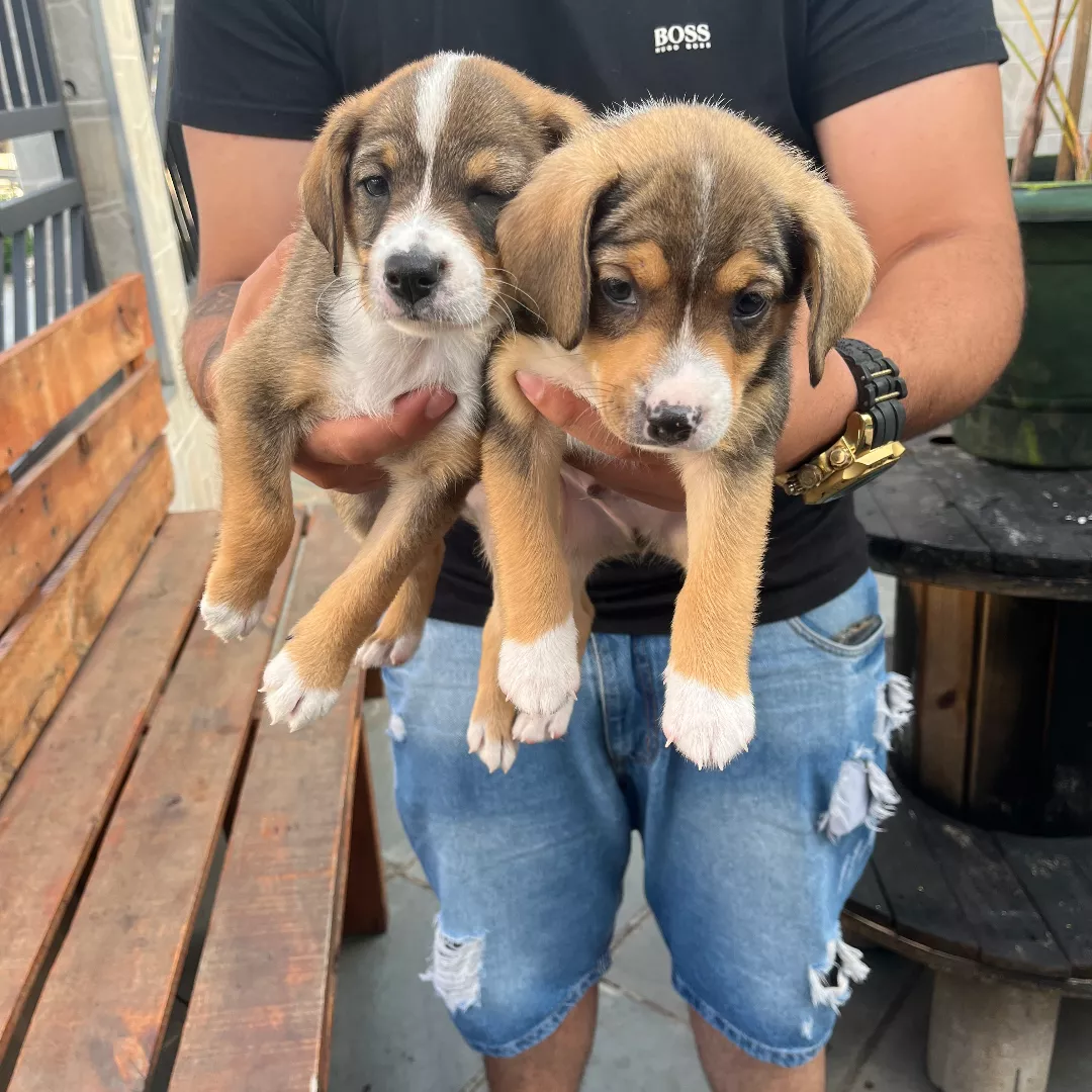 Sem - Sem Raça Definida