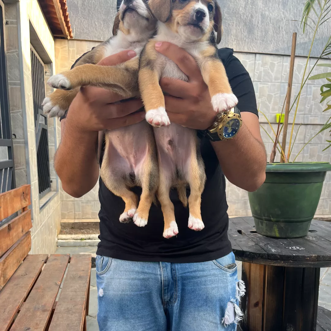 Sem - Sem Raça Definida