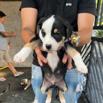 Panda imagem 1 - Sem Raça Definida