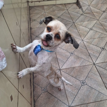 Marlley imagem 1 - Shih Tzu