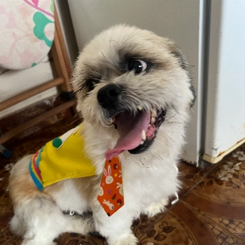 Drink imagem 1 - Shih Tzu