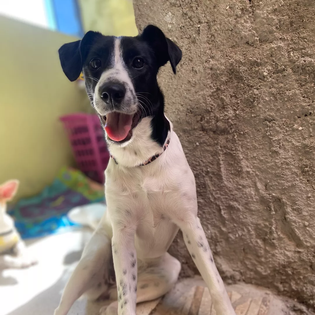 Luna - Sem Raça Definida