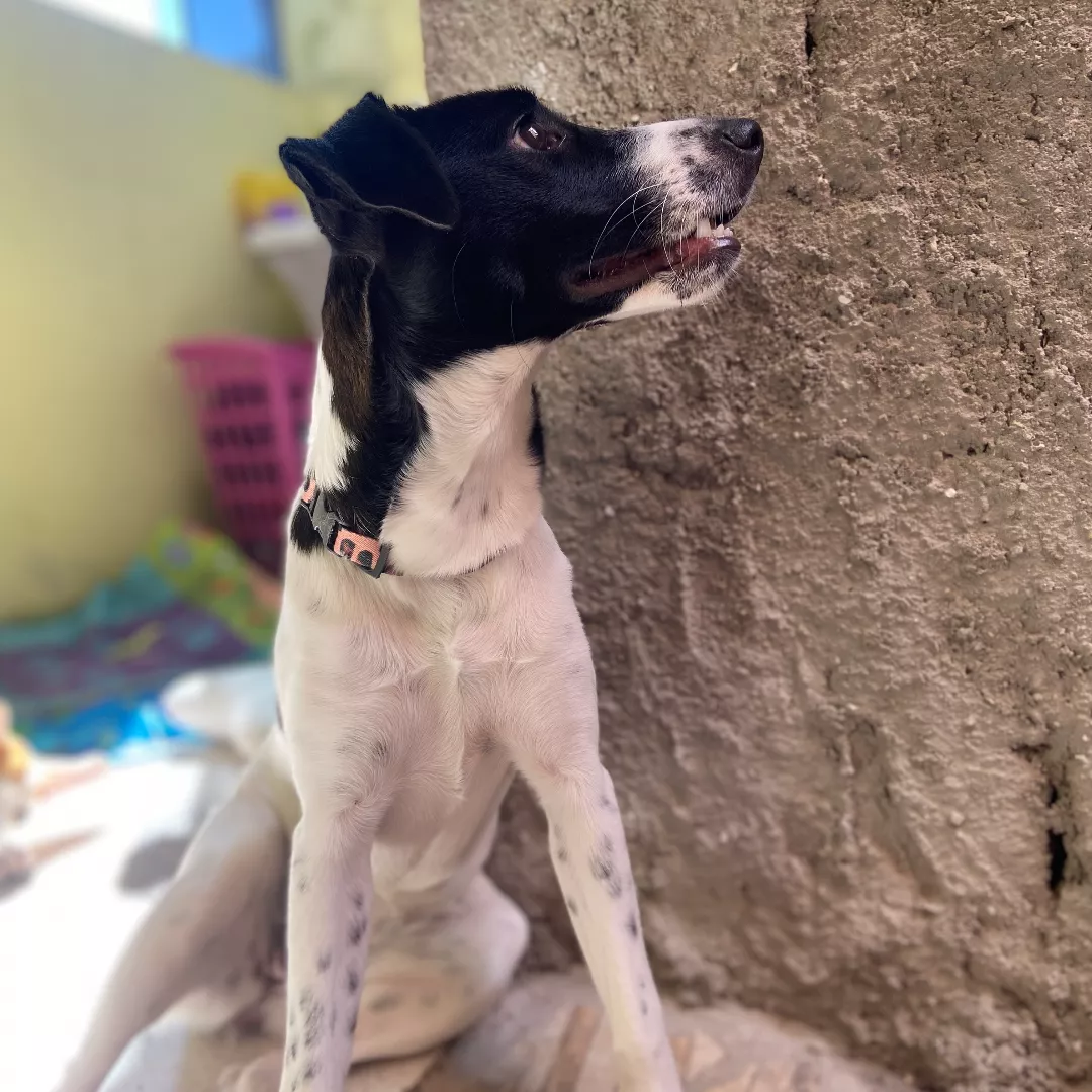 Luna - Sem Raça Definida