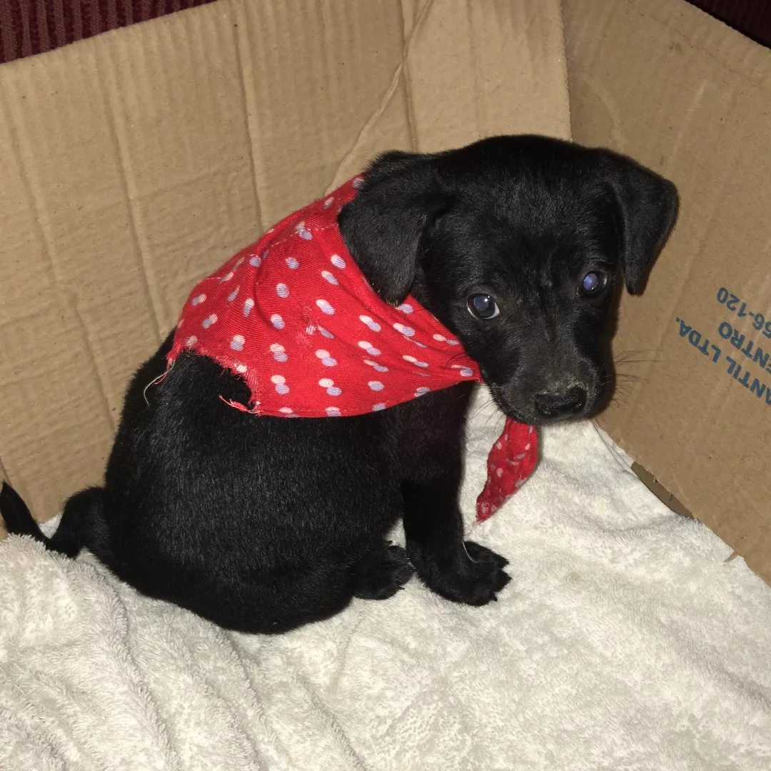 Sky - Sem Raça Definida