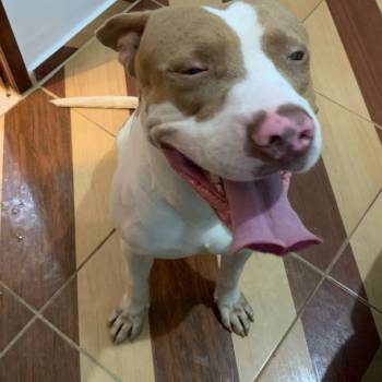 Noé imagem 2 - 