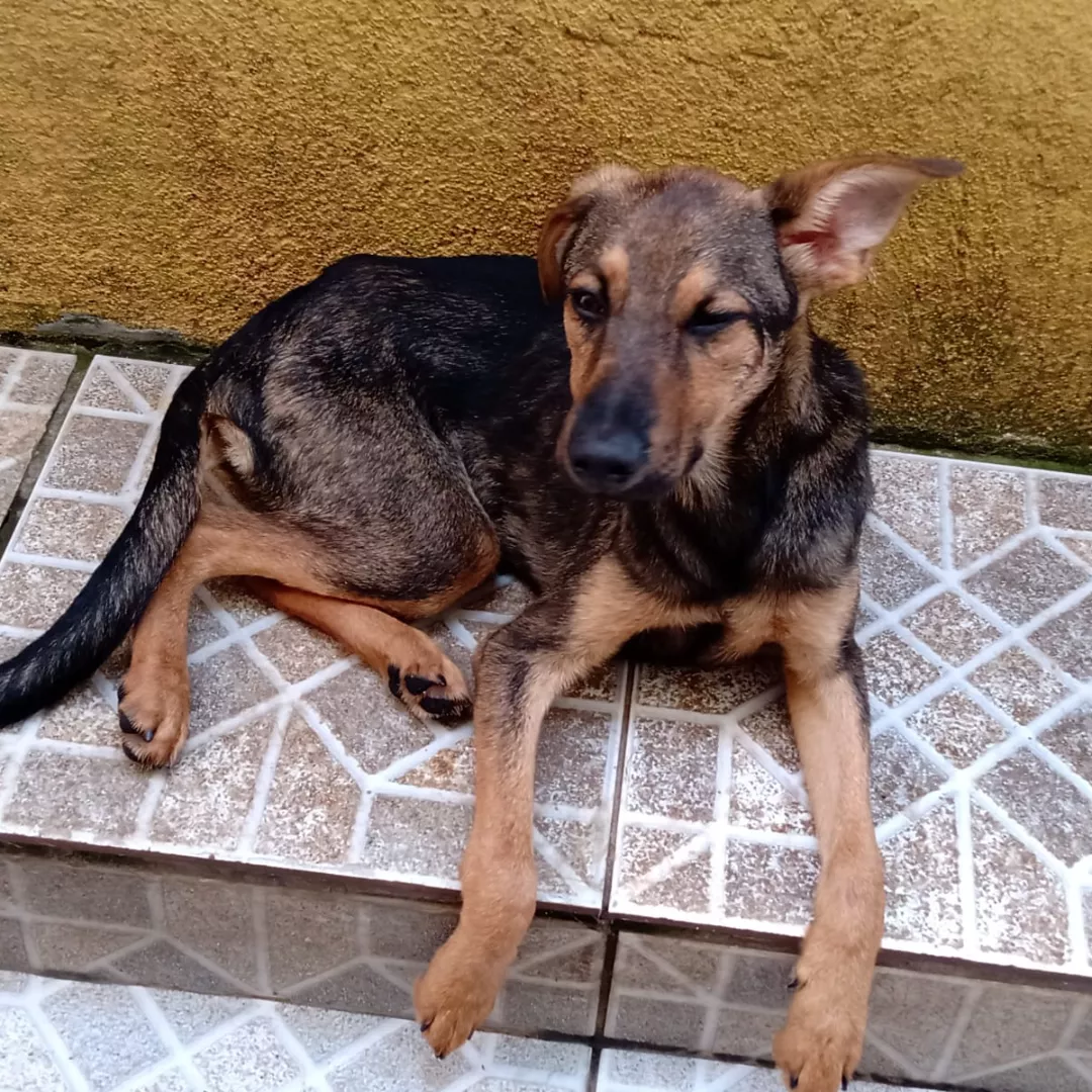 Lina - Sem Raça Definida