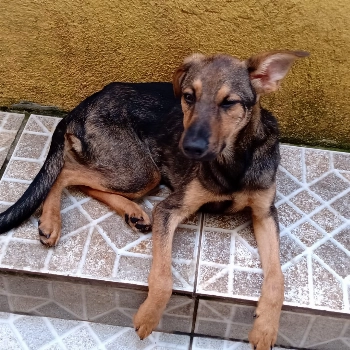 Lina imagem 1 - Sem Raça Definida