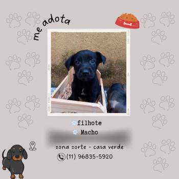 Filó imagem 1 - 