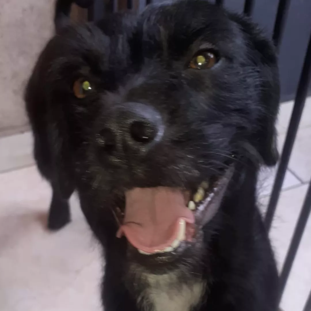 Cacau - Sem Raça Definida