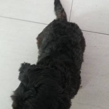 Fly imagem 1 - 