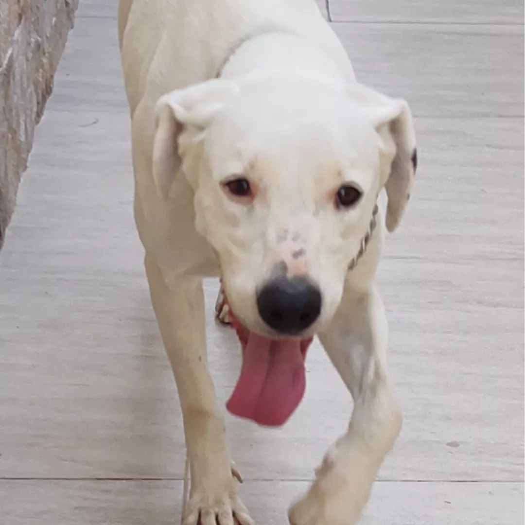 Luna - Sem Raça Definida