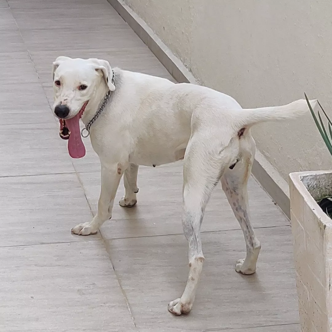 Luna - Sem Raça Definida