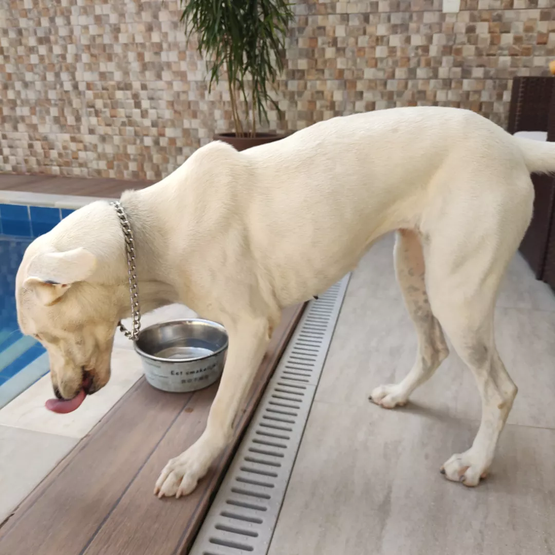 Luna - Sem Raça Definida