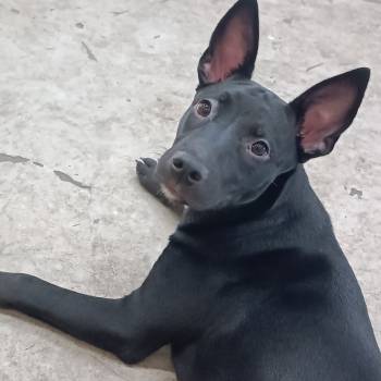 Laika imagem 1 - 