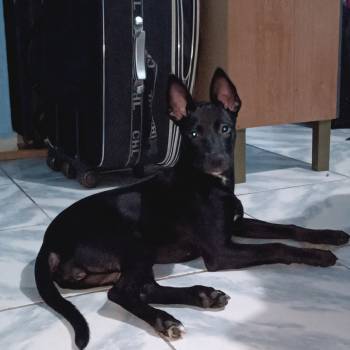 Laika imagem 2 - 
