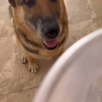 Laika imagem 1 - 