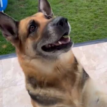 Laika imagem 2 - 