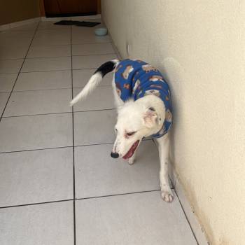 Fred imagem 1 - 