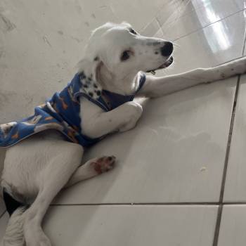Fred imagem 2 - 