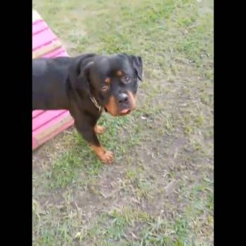 Max imagem 1 - 
