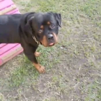 Max imagem 2 - 