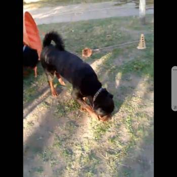 Max imagem 3 - 