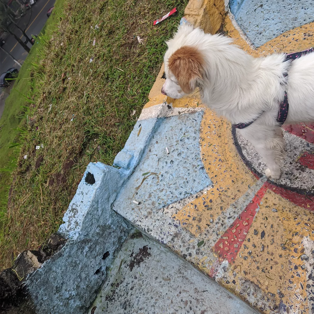 Morgana - Sem Raça Definida