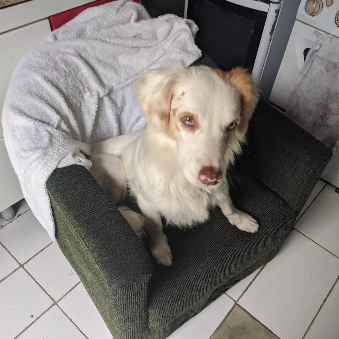 Morgana - Sem Raça Definida