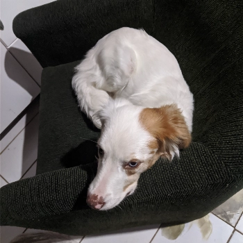 Morgana imagem 2 - Sem Raça Definida