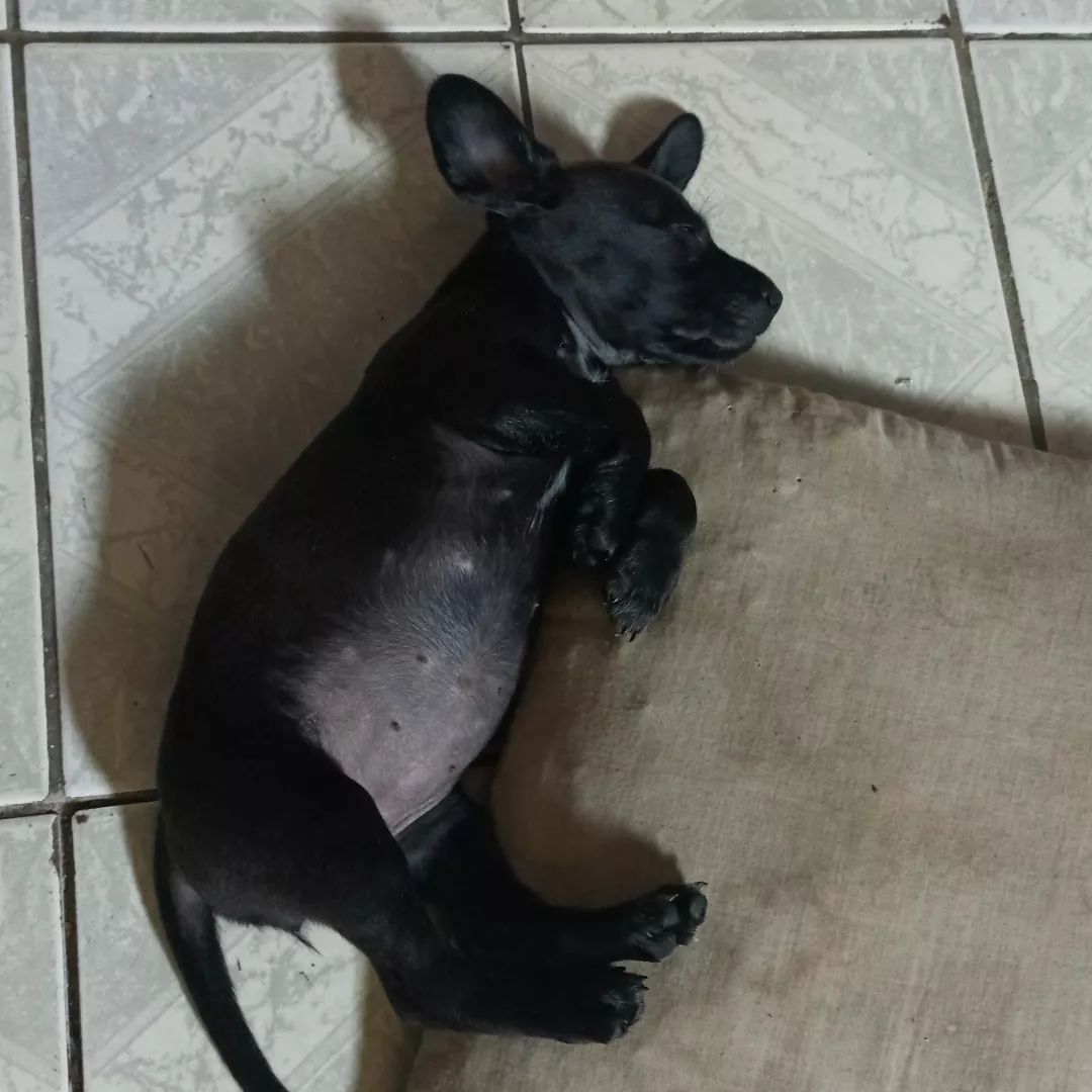 Nina - Sem Raça Definida