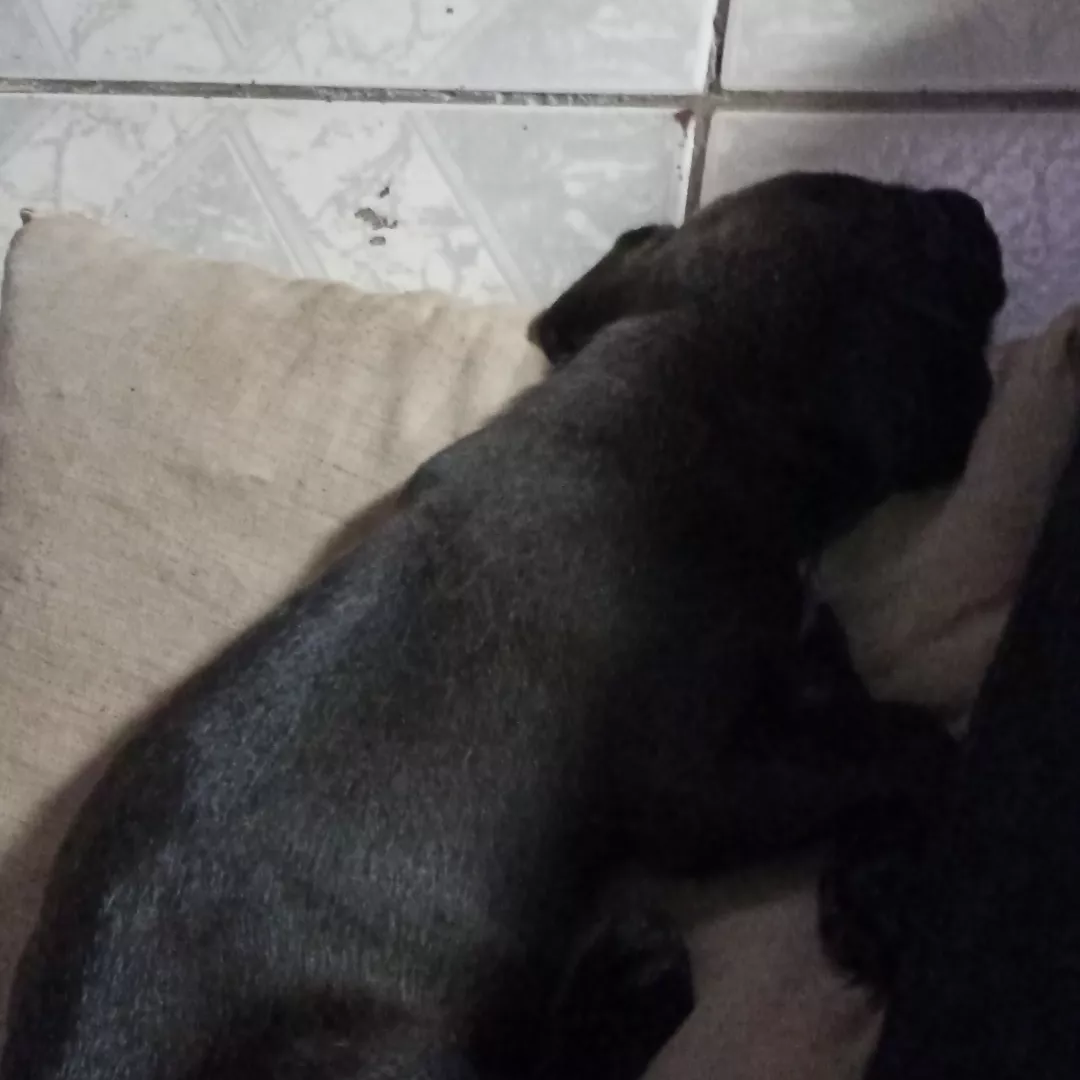 Nina - Sem Raça Definida