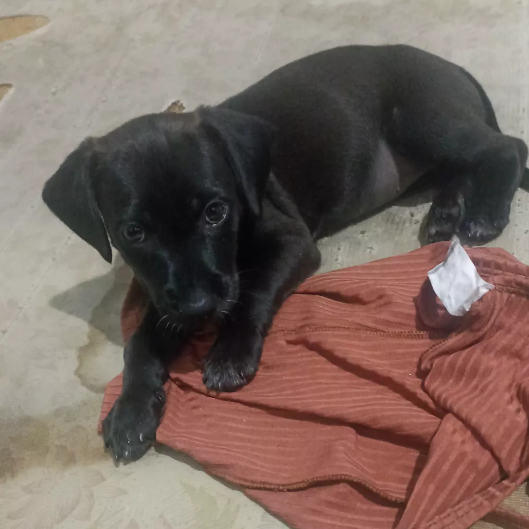 Nina - Sem Raça Definida