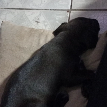 Nina imagem 2 - Sem Raça Definida