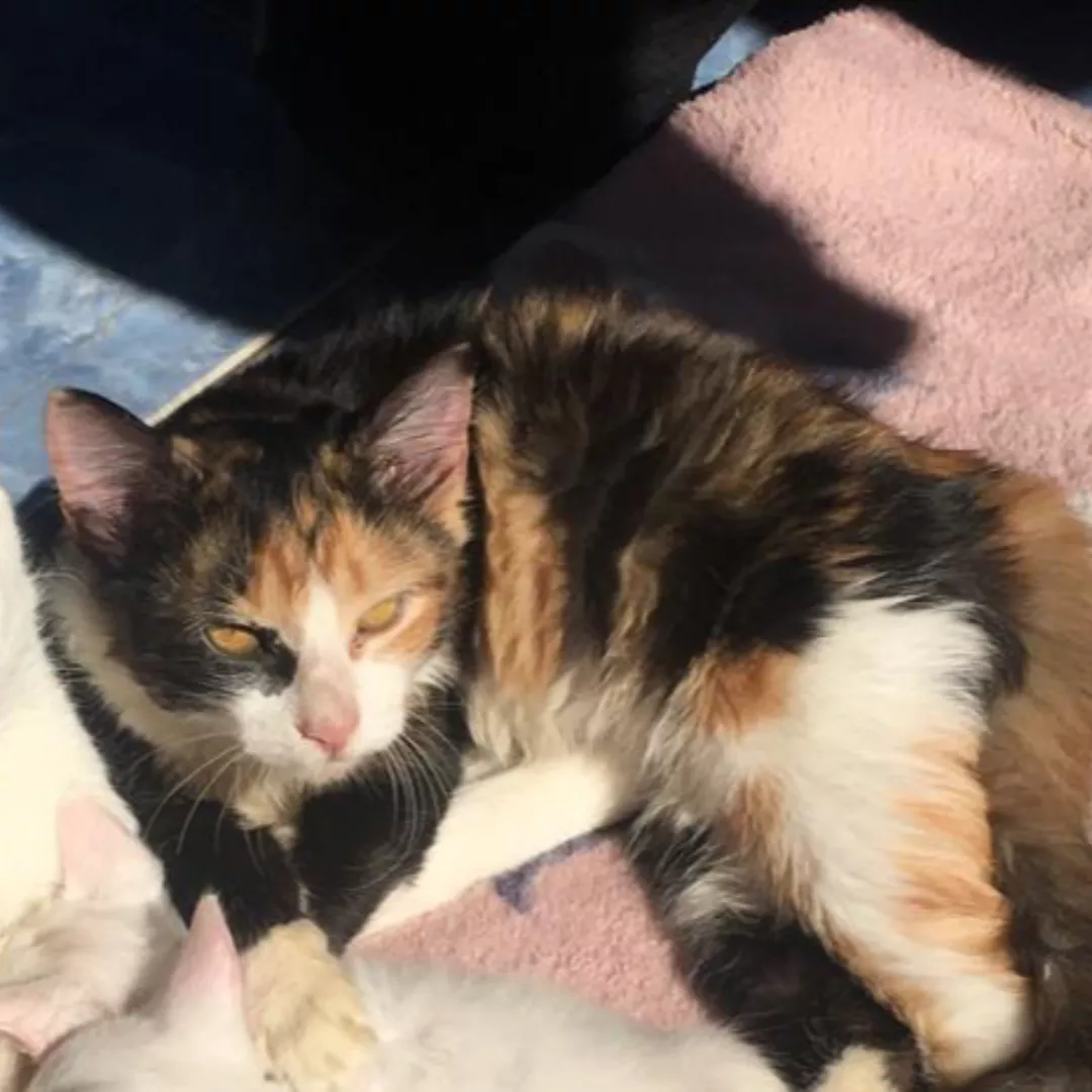 Gato - Sem Raça Definida