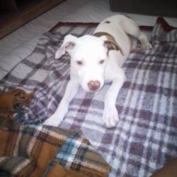 Zyan imagem 1 - 