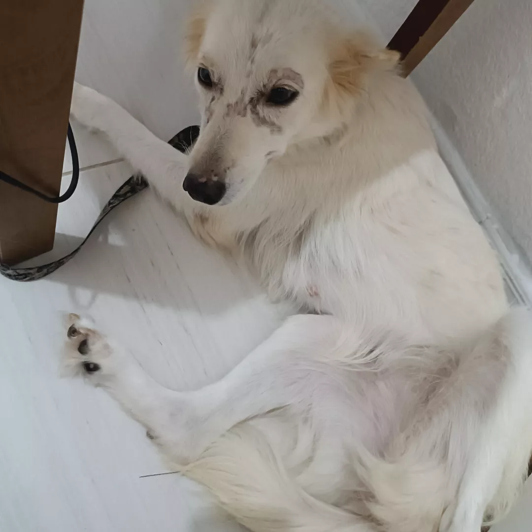 Moana - Sem Raça Definida